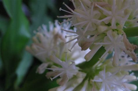 巴西鐵樹 開花|巴西鐵樹開花後怎麼處理